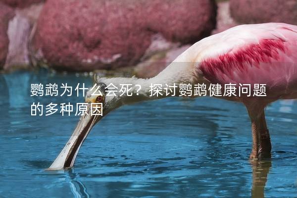 鹦鹉为什么会死？探讨鹦鹉健康问题的多种原因