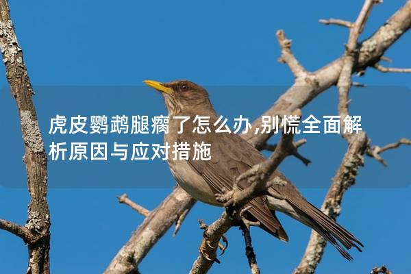 虎皮鹦鹉腿瘸了怎么办,别慌全面解析原因与应对措施