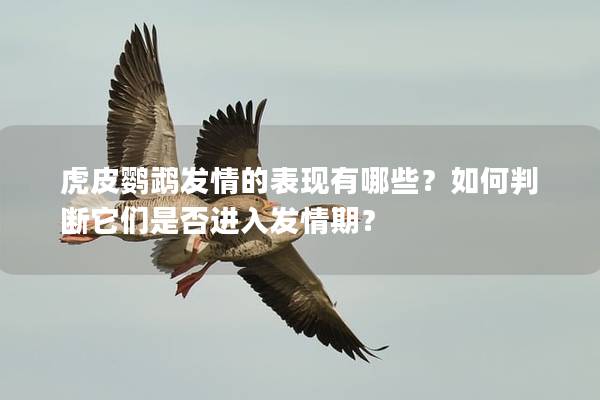 虎皮鹦鹉发情的表现有哪些？如何判断它们是否进入发情期？