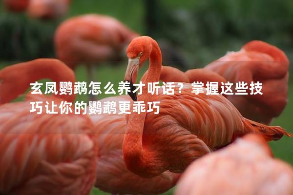 玄凤鹦鹉怎么养才听话？掌握这些技巧让你的鹦鹉更乖巧