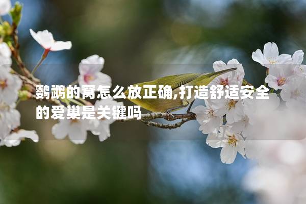 鹦鹉的窝怎么放正确,打造舒适安全的爱巢是关键吗