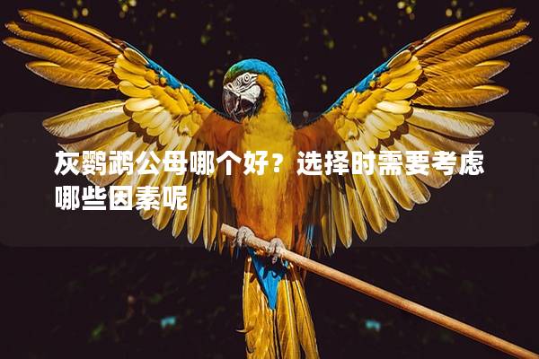 灰鹦鹉公母哪个好？选择时需要考虑哪些因素呢