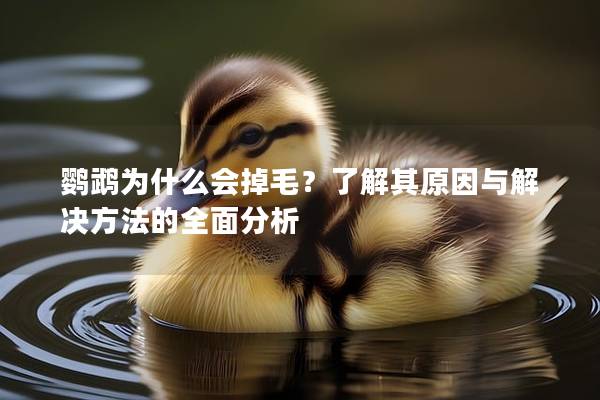 鹦鹉为什么会掉毛？了解其原因与解决方法的全面分析