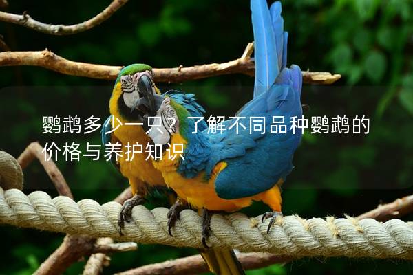 鹦鹉多少一只？了解不同品种鹦鹉的价格与养护知识