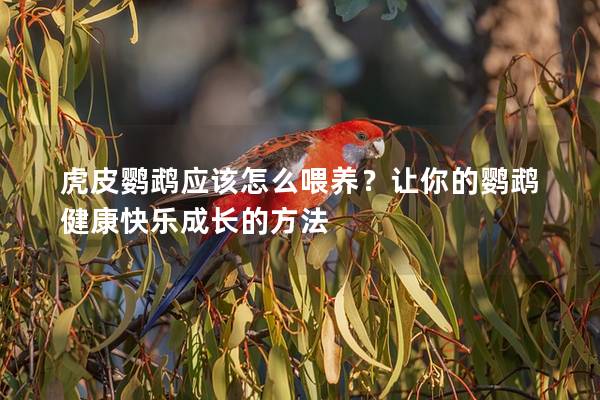 虎皮鹦鹉应该怎么喂养？让你的鹦鹉健康快乐成长的方法