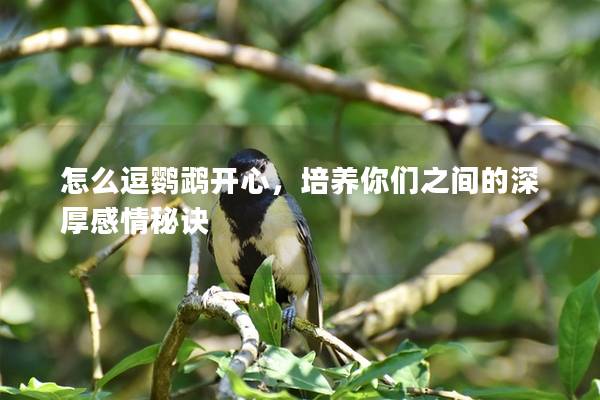 怎么逗鹦鹉开心，培养你们之间的深厚感情秘诀