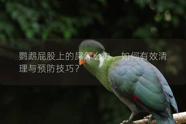鹦鹉屁股上的屎怎么办，如何有效清理与预防技巧？