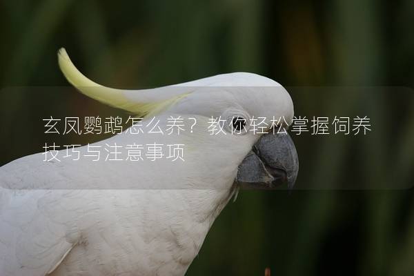 玄凤鹦鹉怎么养？教你轻松掌握饲养技巧与注意事项