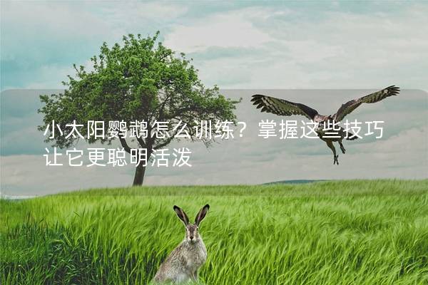 小太阳鹦鹉怎么训练？掌握这些技巧让它更聪明活泼