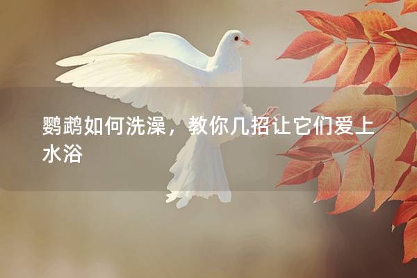 鹦鹉如何洗澡，教你几招让它们爱上水浴