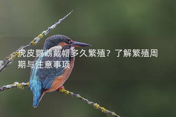 虎皮鹦鹉戴帽多久繁殖？了解繁殖周期与注意事项