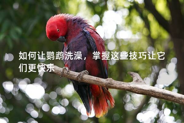 如何让鹦鹉洗澡，掌握这些技巧让它们更快乐