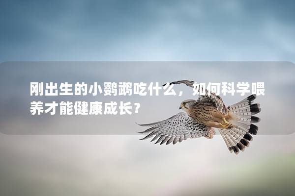 刚出生的小鹦鹉吃什么，如何科学喂养才能健康成长？
