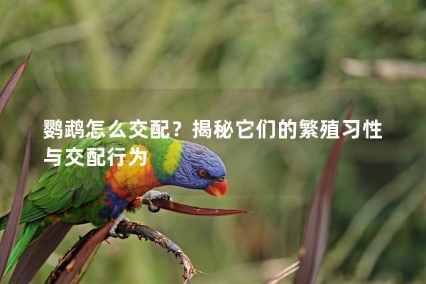 鹦鹉怎么交配？揭秘它们的繁殖习性与交配行为