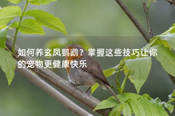 如何养玄凤鹦鹉？掌握这些技巧让你的宠物更健康快乐