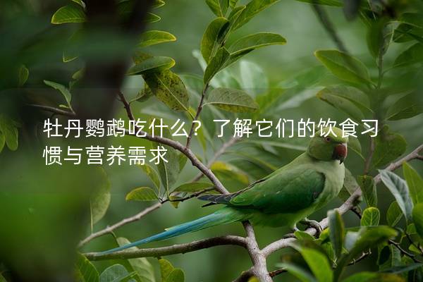牡丹鹦鹉吃什么？了解它们的饮食习惯与营养需求