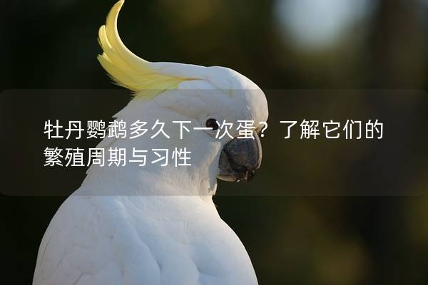 牡丹鹦鹉多久下一次蛋？了解它们的繁殖周期与习性