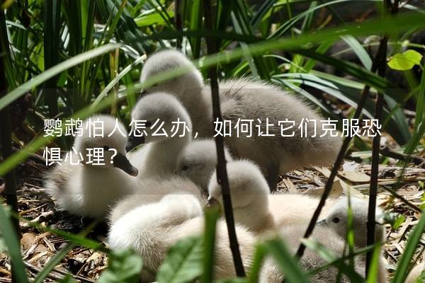 鹦鹉怕人怎么办，如何让它们克服恐惧心理？
