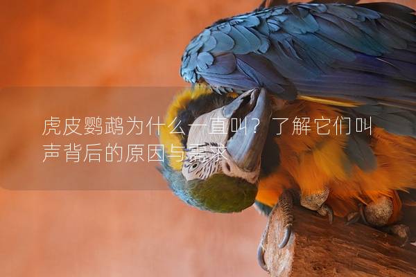 虎皮鹦鹉为什么一直叫？了解它们叫声背后的原因与需求