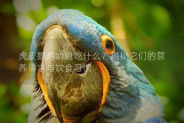 虎皮鹦鹉幼崽吃什么？揭秘它们的营养需求与饮食习惯