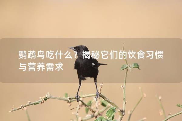 鹦鹉鸟吃什么？揭秘它们的饮食习惯与营养需求