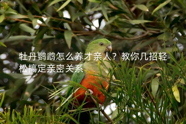 牡丹鹦鹉怎么养才亲人？教你几招轻松搞定亲密关系
