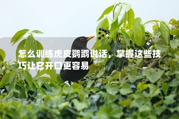 怎么训练虎皮鹦鹉说话，掌握这些技巧让它开口更容易