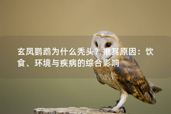 玄凤鹦鹉为什么秃头？揪其原因：饮食、环境与疾病的综合影响