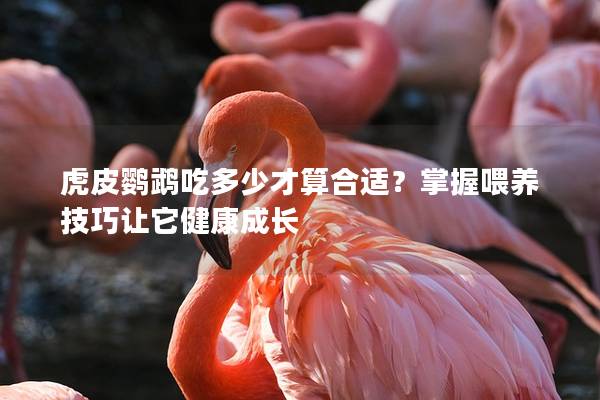 虎皮鹦鹉吃多少才算合适？掌握喂养技巧让它健康成长
