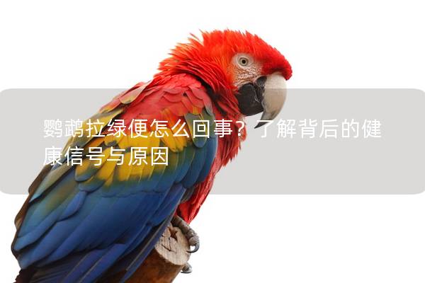鹦鹉拉绿便怎么回事？了解背后的健康信号与原因
