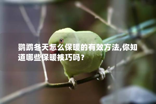 鹦鹉冬天怎么保暖的有效方法,你知道哪些保暖技巧吗？
