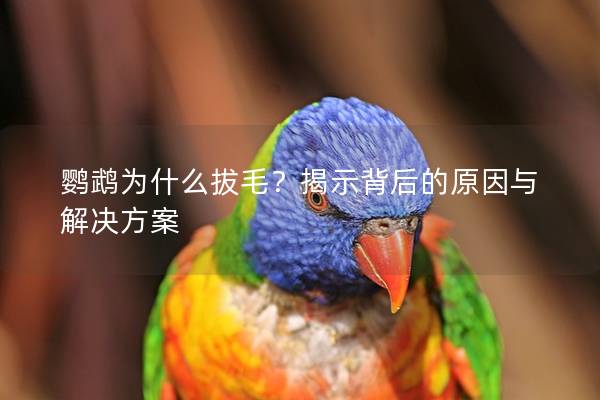 鹦鹉为什么拔毛？揭示背后的原因与解决方案