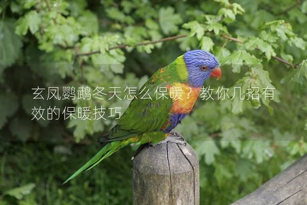 玄凤鹦鹉冬天怎么保暖？教你几招有效的保暖技巧