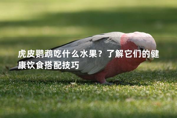 虎皮鹦鹉吃什么水果？了解它们的健康饮食搭配技巧