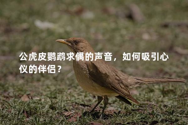 公虎皮鹦鹉求偶的声音，如何吸引心仪的伴侣？