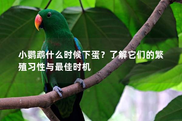 小鹦鹉什么时候下蛋？了解它们的繁殖习性与最佳时机
