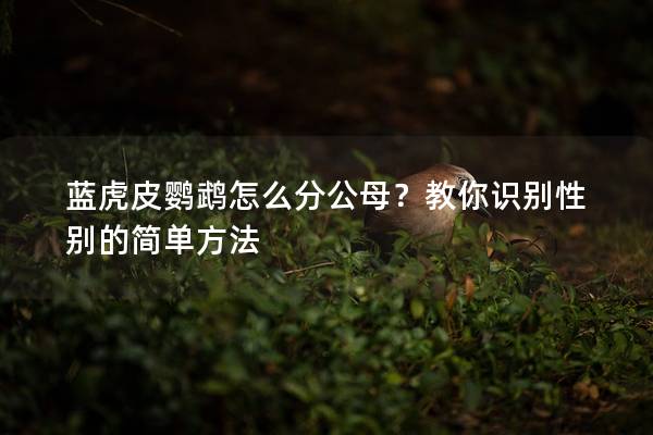 蓝虎皮鹦鹉怎么分公母？教你识别性别的简单方法