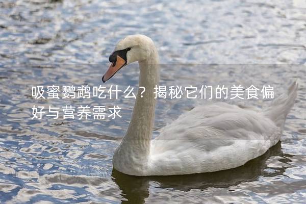 吸蜜鹦鹉吃什么？揭秘它们的美食偏好与营养需求
