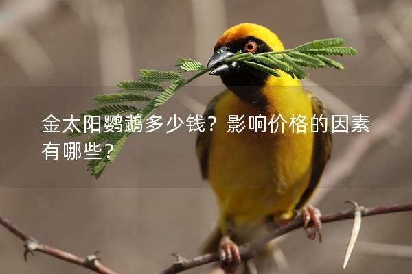 金太阳鹦鹉多少钱？影响价格的因素有哪些？
