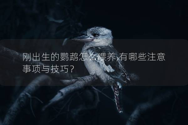 刚出生的鹦鹉怎么喂养,有哪些注意事项与技巧？