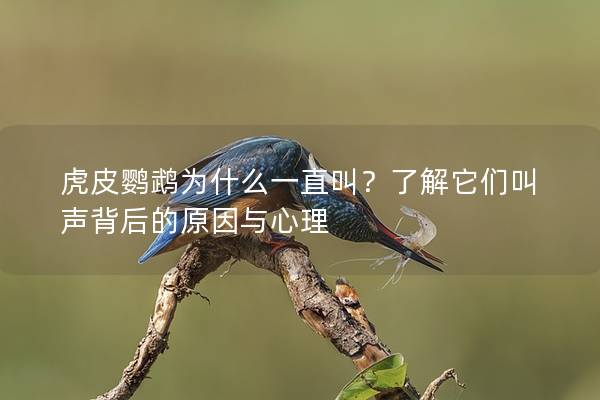 虎皮鹦鹉为什么一直叫？了解它们叫声背后的原因与心理