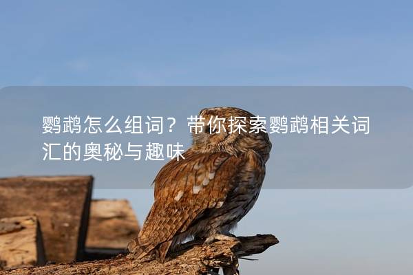 鹦鹉怎么组词？带你探索鹦鹉相关词汇的奥秘与趣味