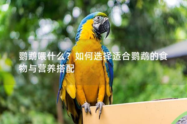 鹦鹉喂什么？如何选择适合鹦鹉的食物与营养搭配