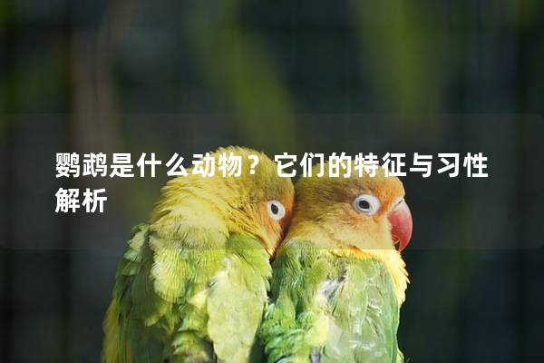 鹦鹉是什么动物？它们的特征与习性解析