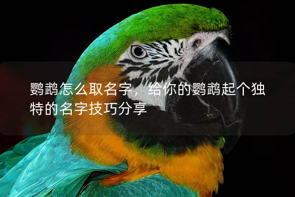 鹦鹉怎么取名字，给你的鹦鹉起个独特的名字技巧分享