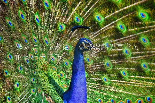 鹦鹉怎么学说话？揭秘鹦鹉语言学习的奥秘与技巧