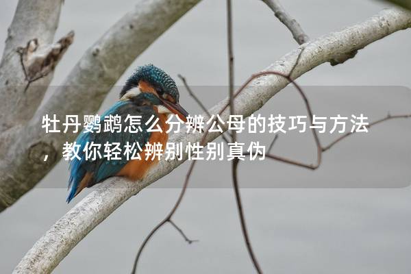牡丹鹦鹉怎么分辨公母的技巧与方法，教你轻松辨别性别真伪