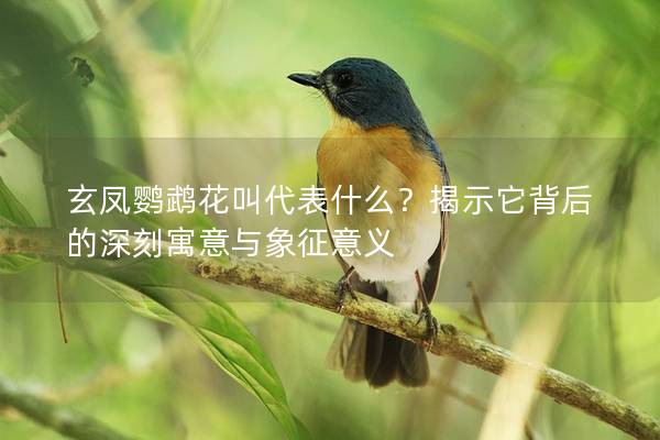 玄凤鹦鹉花叫代表什么？揭示它背后的深刻寓意与象征意义