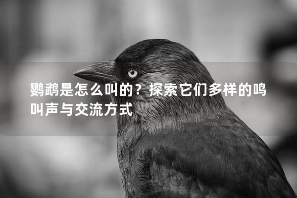 鹦鹉是怎么叫的？探索它们多样的鸣叫声与交流方式