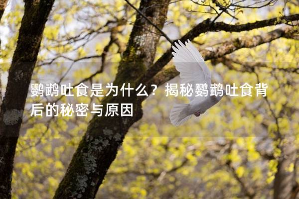 鹦鹉吐食是为什么？揭秘鹦鹉吐食背后的秘密与原因
